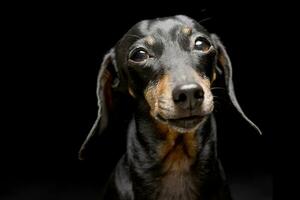 retrato de un adorable perro tejonero foto