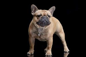 Studio shot of an adorable French Bulldog photo