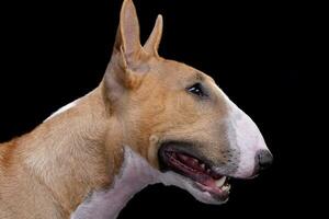 Portrait of an adorable Mini Bull terrier photo