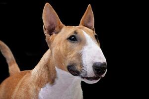 Portrait of an adorable Mini Bull terrier photo