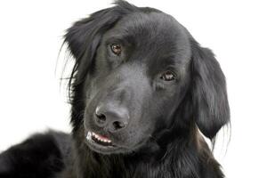 Portrait of an adorable mixed breed dog photo