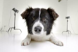 Studio shot of an adorable border collie photo