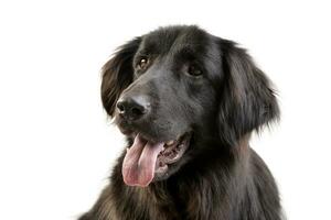 Portrait of an adorable mixed breed dog photo