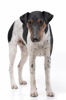 estudio Disparo de un adorable zorro terrier foto