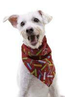 un adorable mezclado raza perro vistiendo rojo bufanda foto