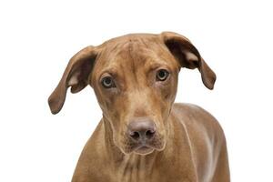 Portrait of an adorable short haired mixed breed dog looking curiously at the camera photo
