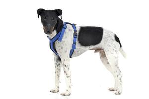 Studio shot of an adorable Fox terrier photo