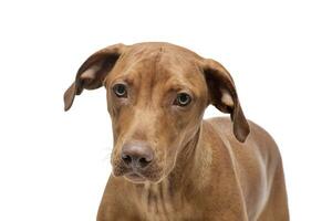 Portrait of an adorable short haired mixed breed dog looking curiously at the camera photo