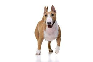 Studio shot of an adorable Mini Bull terrier photo