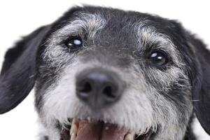 Portrait of an adorable mixed breed dog photo