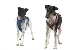 Studio shot of an adorable Fox terrier and a mixed breed dog photo