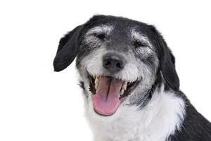 Portrait of an adorable mixed breed dog photo