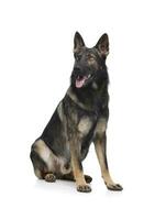 Studio shot of an adorable German Shepherd dog sitting and looking satisfied photo