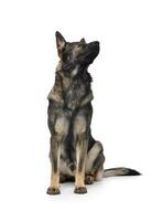 Studio shot of an adorable German Shepherd dog sitting and looking curiously photo