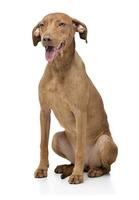 Studio shot of an adorable short haired mixed breed dog looking satisfied photo