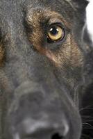 Close portrait of an adorable German Shepherd dog looking curiously at the camera photo