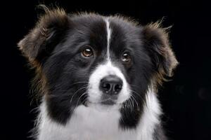 Portrait of an adorable border collie photo