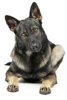 Studio shot of an adorable German Shepherd dog looking curiously at the camera photo