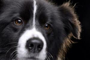 Close portrait of an adorable border collie photo