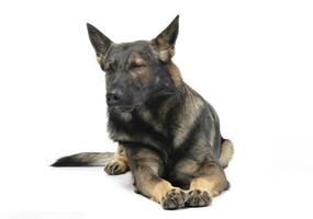 Studio shot of an adorable German Shepherd dog lying with closed eyes photo