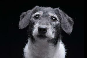 Portrait of an adorable mixed breed dog photo