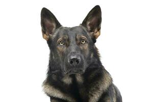 Portrait of an adorable German Shepherd dog looking curiously at the camera photo