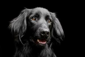 Portrait of an adorable mixed breed dog photo