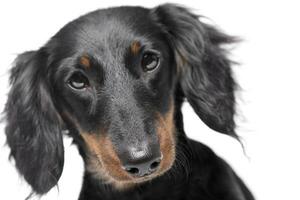 retrato de un adorable perro tejonero foto