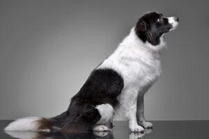 Studio shot of an adorable border collie photo