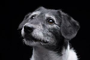 retrato de un adorable mezclado raza perro foto