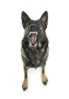 Studio shot of a wild and fearful German Shepherd dog standing on white background photo