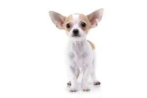 estudio Disparo de un adorable chihuahua perrito foto