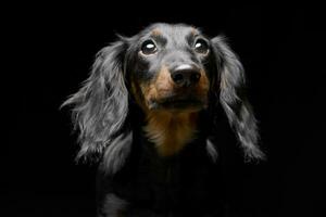 Portrait of an adorable Dachshund photo