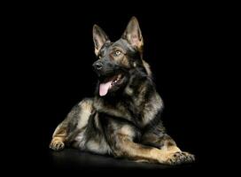 Studio shot of an adorable German Shepherd dog looking up curiously photo