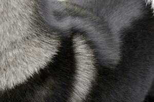 Close shot of an american Akita's coat photo