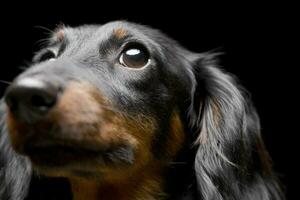 Portrait of an adorable Dachshund photo