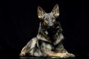 Studio shot of an adorable German shepherd photo