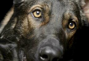 Portrait of an adorable German Shepherd dog looking curiously at the camera photo