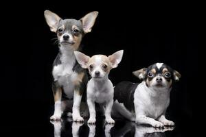 Studio shot of three adorable Chihuahua photo