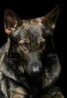 Portrait of an adorable German Shepherd dog looking shy photo