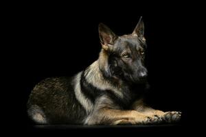 Studio shot of an adorable German Shepherd dog looking shy photo