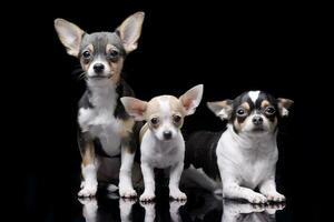 Studio shot of three adorable Chihuahua photo