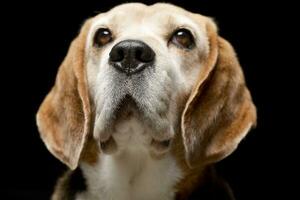 retrato de un adorable beagle foto