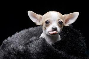 un adorable chihuahua perrito en piel bufanda foto