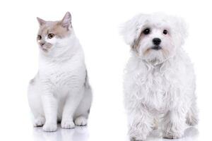 Studio shot of an adorable domestic cat and a Havanese photo