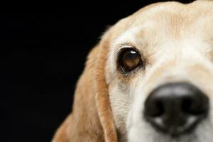 Close portrait of an adorable Beagle photo