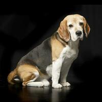 Studio shot of an adorable Beagle photo