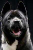 Portrait of an adorable american Akita photo