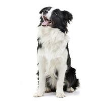 Studio shot of an adorable Border Collie photo