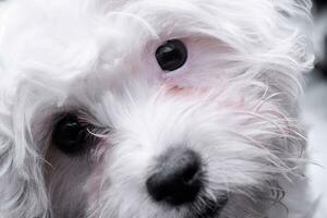 Portrait of an adorable Havanese photo